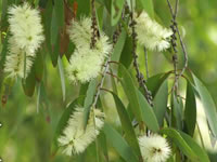 Melaleuca leucadendron